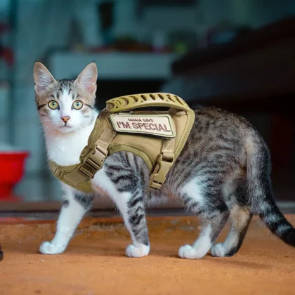 Tactical Cat Harness For Walking Escape | PetPal365