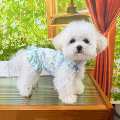 Breathable Summer Dog Cool Vest | PetPal365