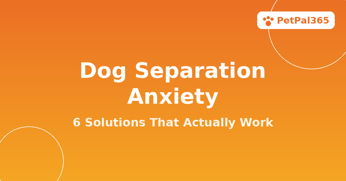 Dog Separation Anxiety Solutions: 6 Proven Ways to Help Your Pup Stay Calm