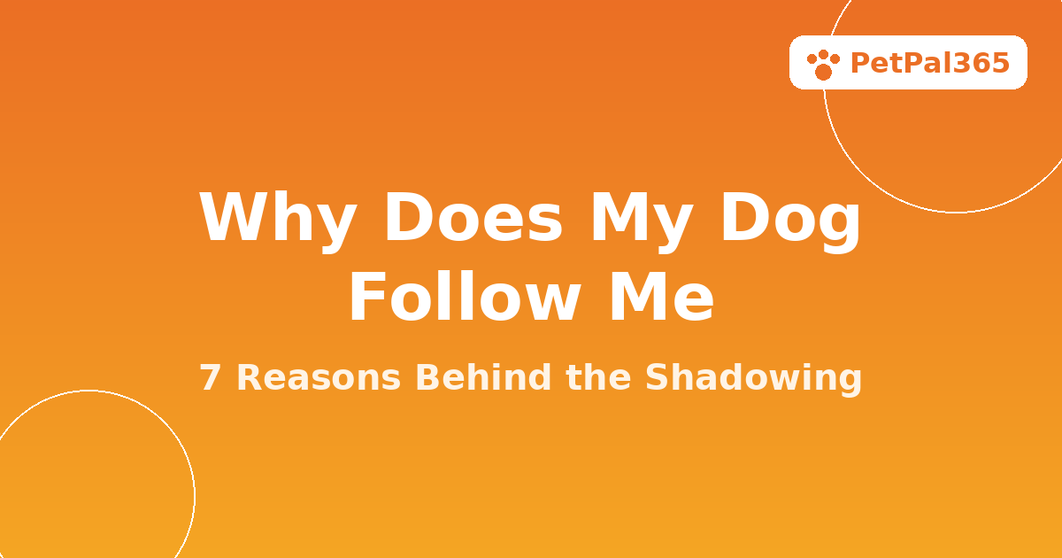 Why Does My Dog Follow Me Everywhere? 7 Real Reasons Behind the Velcro Dog