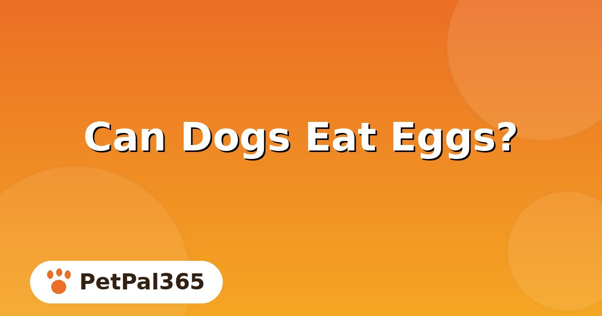 Can Dogs Eat Eggs? A Complete Guide to Cooking Methods and Portions