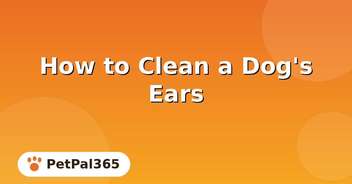 How to Clean a Dog’s Ears: Safe Steps, Tools and Mistakes to Avoid