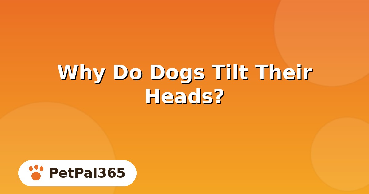 Why Do Dogs Tilt Their Heads? 6 Real Reasons and When to Worry