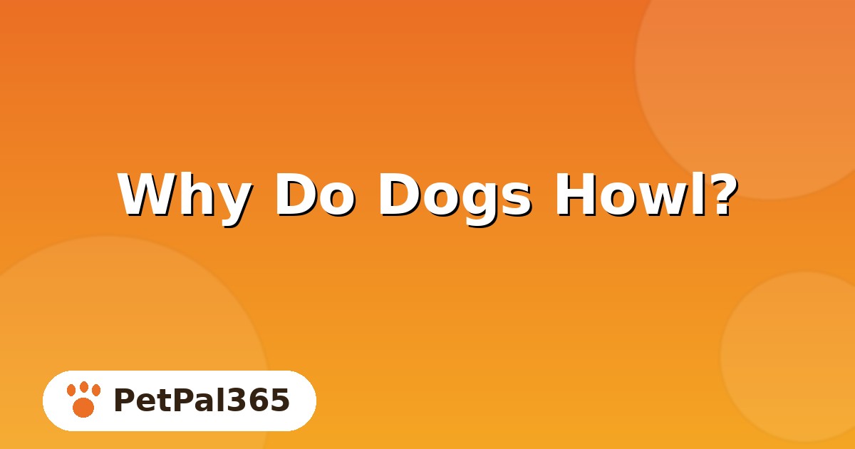 Why Do Dogs Howl? 5 Real Reasons and When to Worry