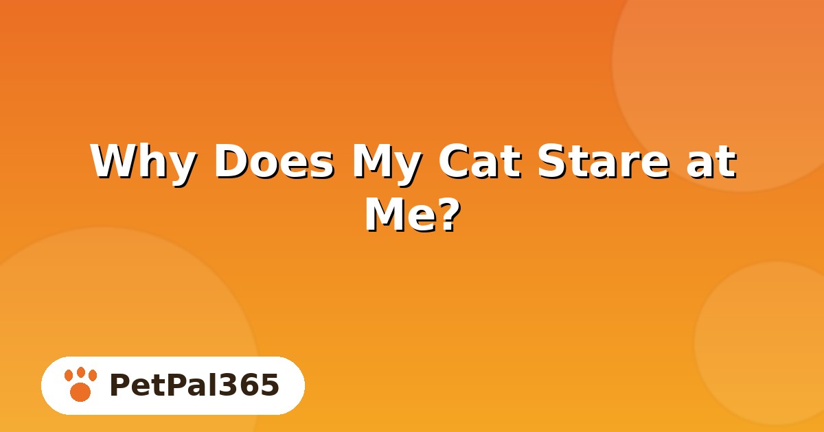 Why Does My Cat Stare at Me? 6 Real Reasons Behind the Intense Gaze