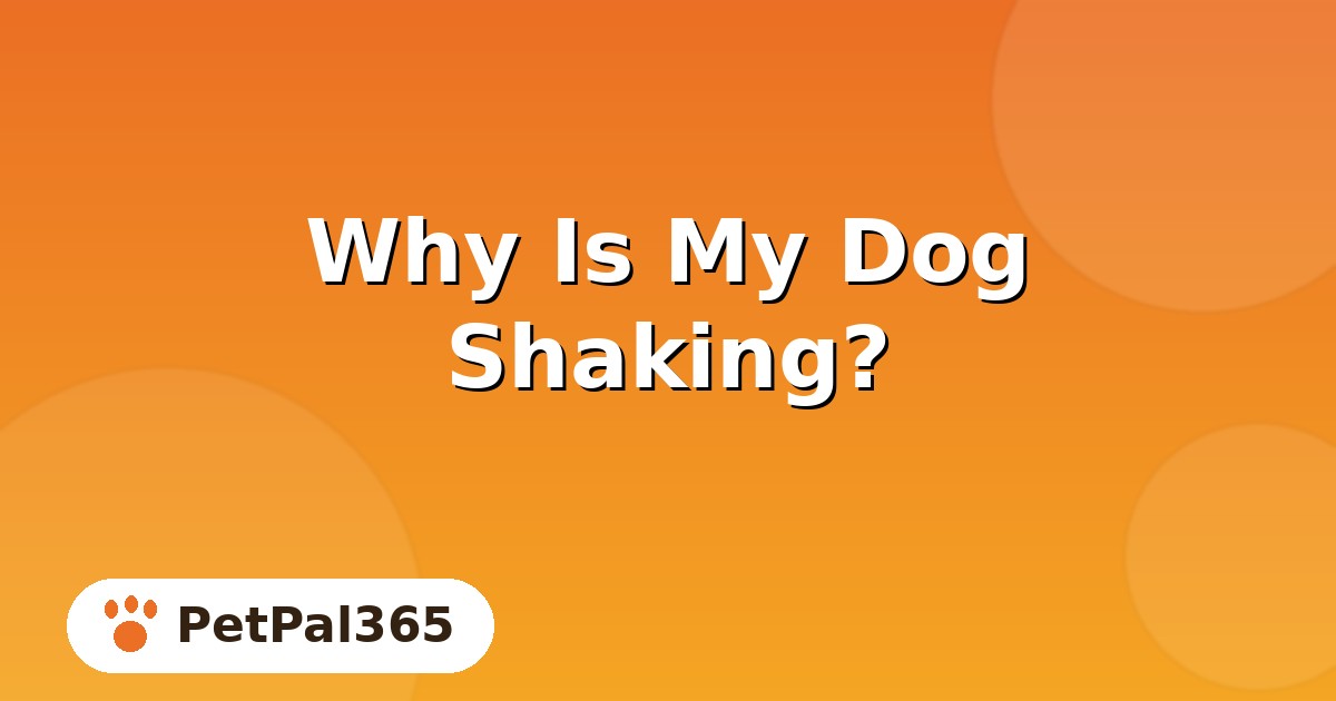 Why Is My Dog Shaking? 7 Common Causes and When to Worry