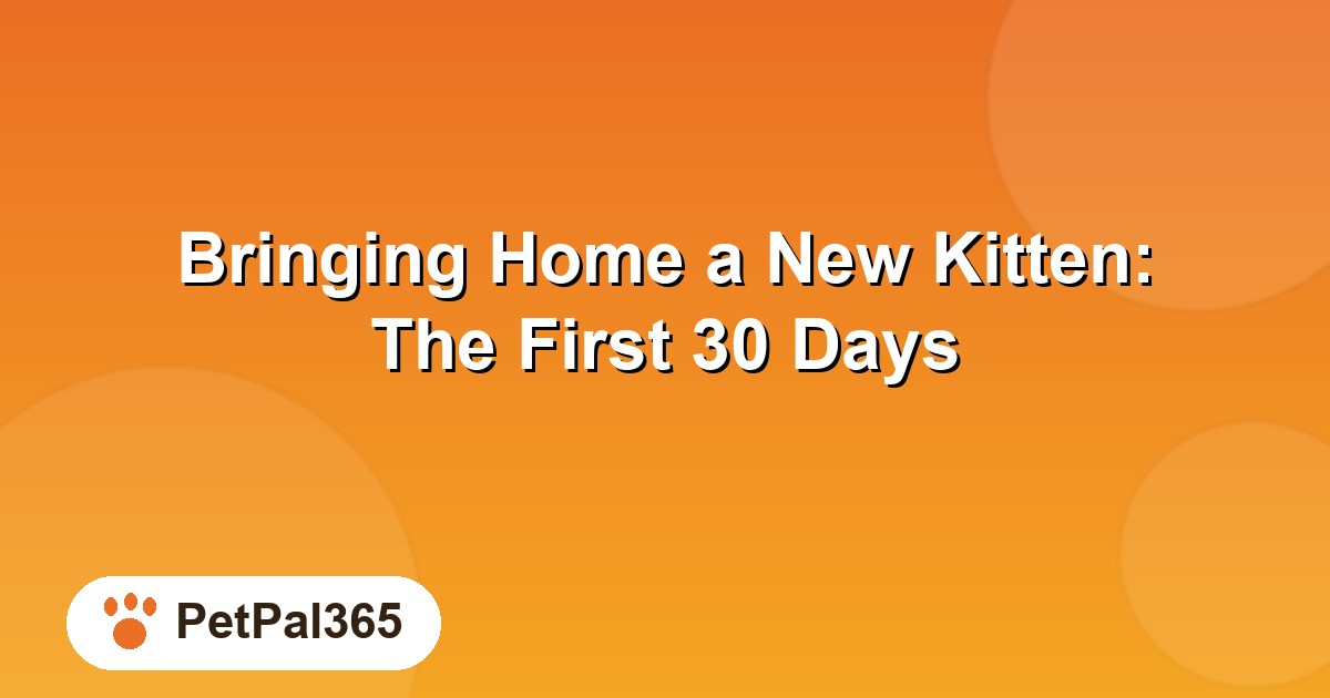 Bringing Home a New Kitten: The First 30 Days, Week by Week