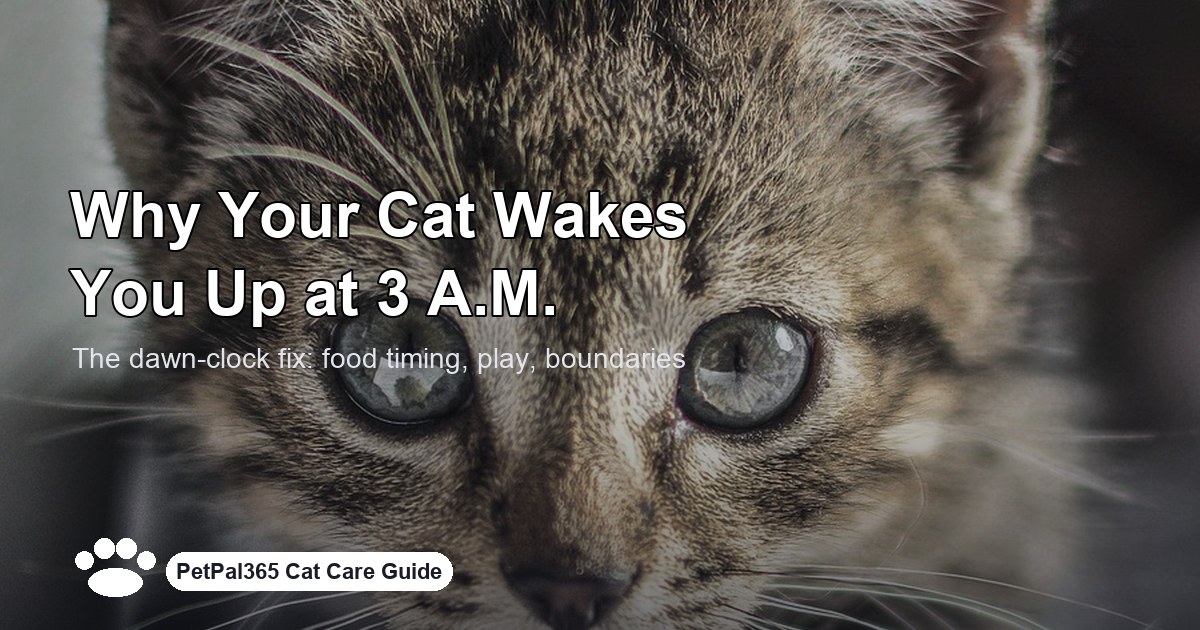 Why Your Cat Wakes You Up at 3 A.M. — and How to Fix It
