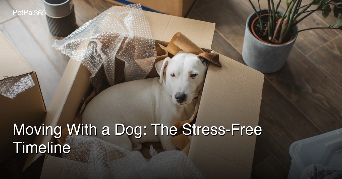 Moving With a Dog: The Stress-Free Timeline From Packing to Settling In