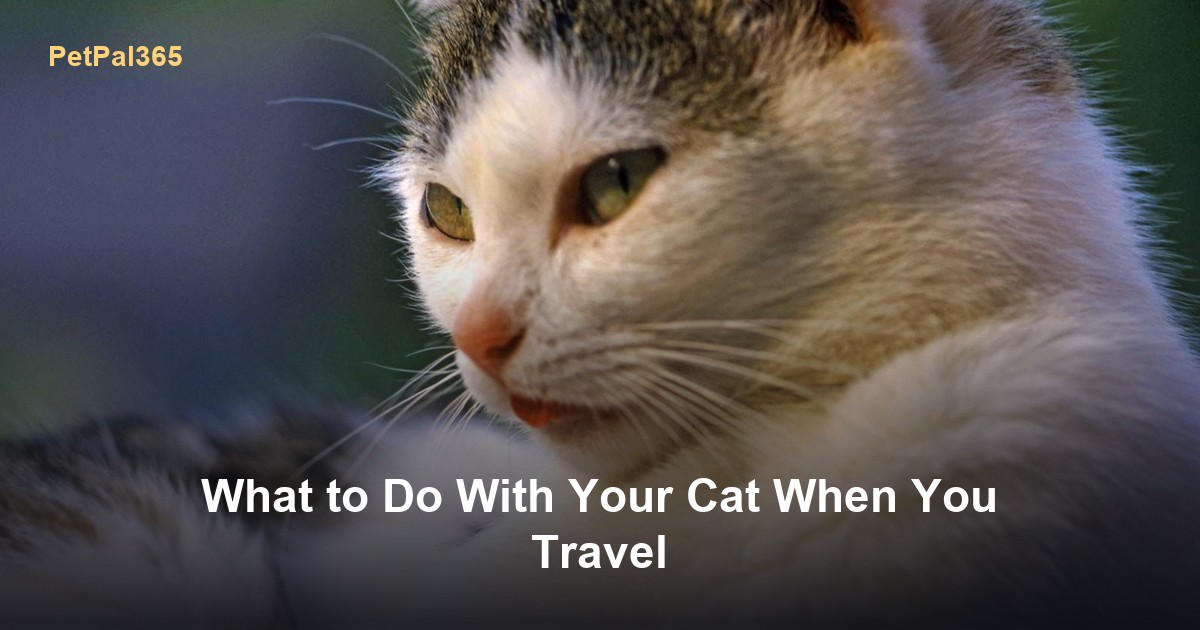 What to Do With Your Cat When You Travel: Sitter, Boarding or Tech?