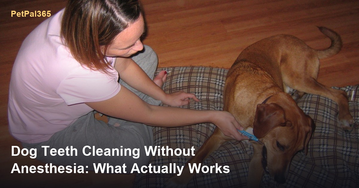 Dog Teeth Cleaning Without Anesthesia: What Actually Works (and What’s a Waste)