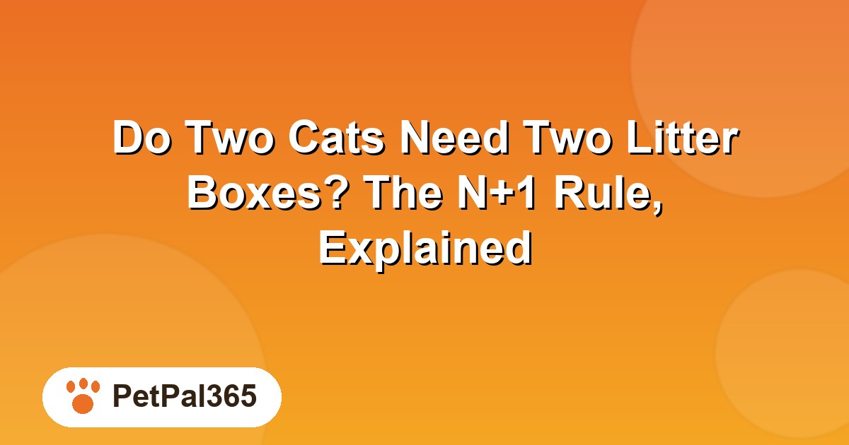 Do Two Cats Need Two Litter Boxes? The N+1 Rule, Explained